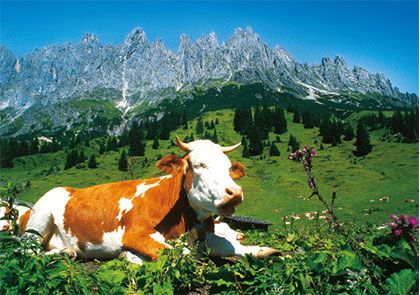 Pohlednice kráva a hory