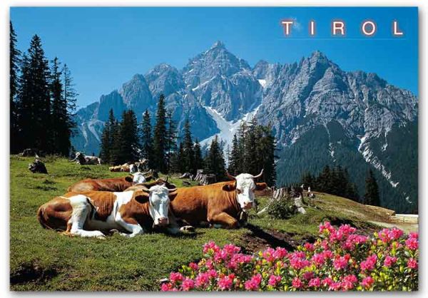 Ansichtskarte: Kuh und Berge